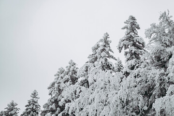 Paysage de montagne enneigée avec des arbres - Ambiance glacial d'hiver froid