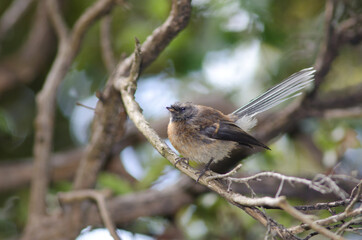 New Zealand fantail Rhipidura fuliginosa. Stewart Island. New Zealand.