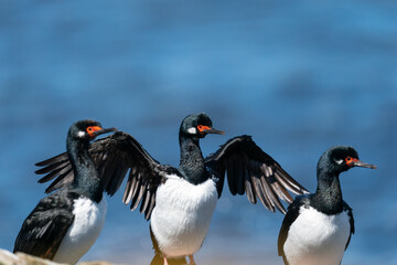 The Rock shag or Magellanic cormorant (Phalacrocorax magellanicus)