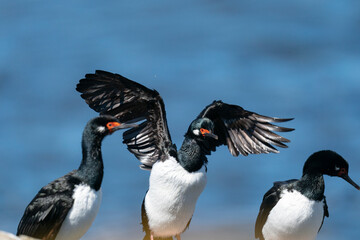 The Rock shag or Magellanic cormorant (Phalacrocorax magellanicus)