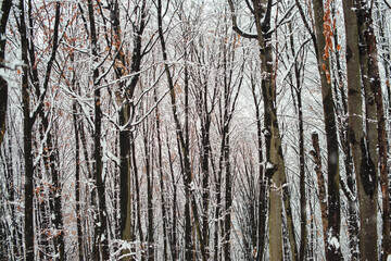 Winter forest covered by mist. Snow beautiful forest. Winter weather.