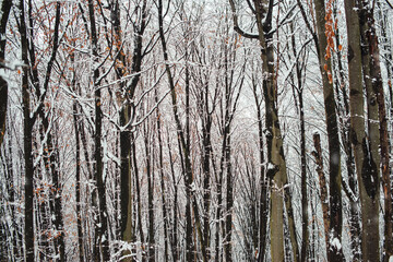 Fototapeta premium Winter forest covered by mist. Snow beautiful forest. Winter weather.