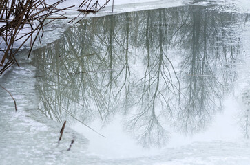 Reflection of trees without leaves. Puddle with trees reflection. Monochrome.