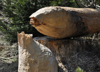 Von Biber gefällter Baum bei Frauenau
