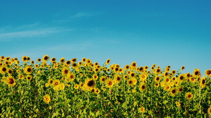 Beautiful sunflower close up. Sunflower fields, bright blue sky background with copy space