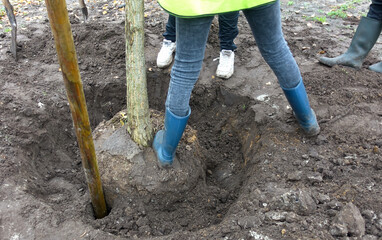 Roots of a tree while planting a tree on behalf of climate adaptation