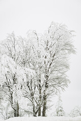 Paysage de montagne enneig&eacute;e avec des arbres - Ambiance glacial d'hiver froid