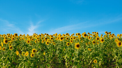 Naklejka premium sunflower field