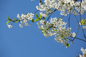 White cherry blossom.Branches of tree in white flowers.