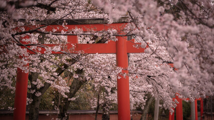 京都府 竹中稲荷神社 桜