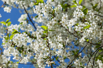 White cherry blossom.Branches of tree in white flowers.