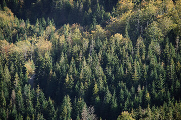 forest in the mountains