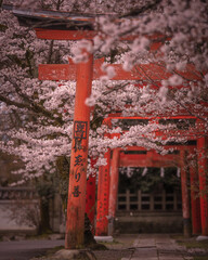 京都府 竹中稲荷神社 桜