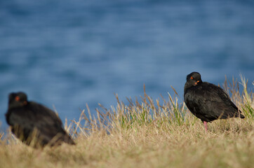 Variable oystercatchers Haematopus unicolor. Stewart Island. New Zealand.