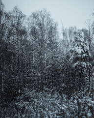 snow covered trees