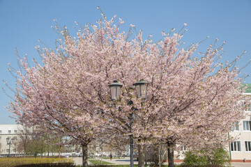 cherry tre folowwers, Spring, sunday