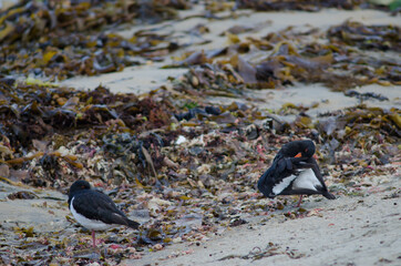 South Island oystercatchers Haematopus finschi. Oban. Stewart Island. New Zealand.