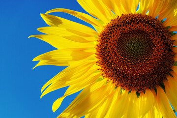 sunflower bright blue sky