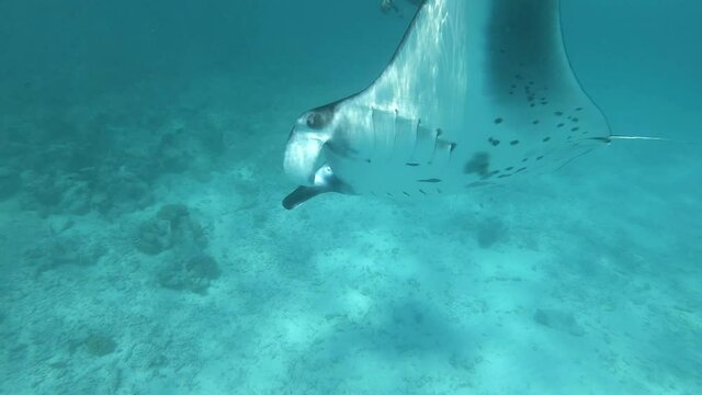 ein gro&szlig;er Manta schwimmt im Meer