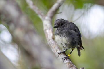 Stewart Island robin Petroica australis rakiura. Ulva Island. Rakiura National Park. New Zealand.