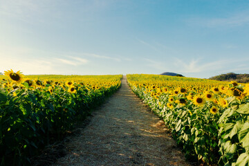 Obraz premium Beautiful sunflower close up. Sunflower fields, bright blue sky background with copy space