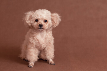 little cute curly peach brown poodle dog lies on brown surface