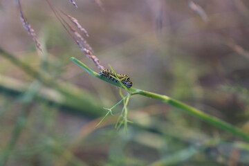 Gusano Arracache Cartepillar (52)