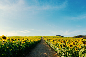 Beautiful sunflower close up. Sunflower fields, bright blue sky background with copy space
