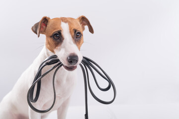 The dog holds a leash in his mouth on a white background. Jack russell terrier calls the owner for a walk.