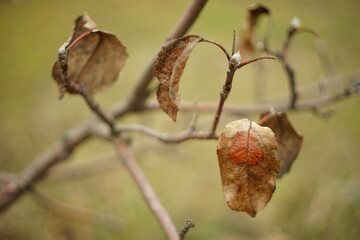Fototapeta na wymiar old dry apple tree leaves hang on the thin branches