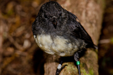 Stewart Island robin Petroica australis rakiura. Ulva Island. Rakiura National Park. New Zealand.