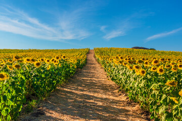 Fototapeta na wymiar sunflower field