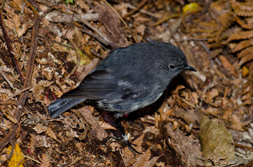 Stewart Island robin Petroica australis rakiura. Ulva Island. Rakiura National Park. New Zealand.