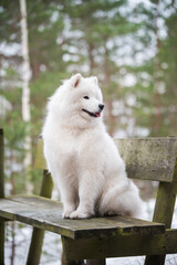 Samoyed white dog is sitting in the winter forest on a bench