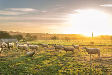 Sheep grazing in a field of green grass at sunrise