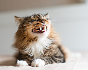 angry cat lying on bed.