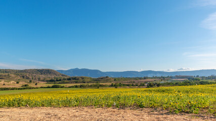 Fototapeta premium Landscape nature of flower fields and mountains. beautiful field sunflower bright blue sky on hill