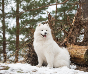 Samoyed white dog is looking into the distance.