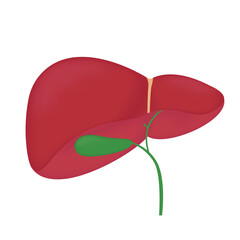 Human anatomy liver, gallbladder with bile ducts. Vector illustration