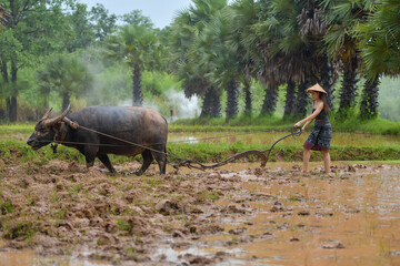 The Farmer planting on the organic paddy rice farmland,thailand