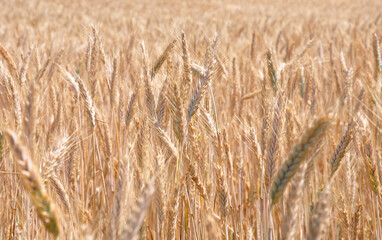 Vollreifes Roggenfeld