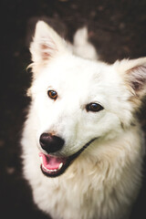 Obraz premium Smiling dog