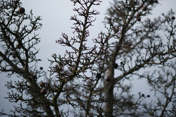 Old dry pear tree in blurred grey sky background.