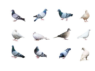 Fototapeta premium pigeons on a white