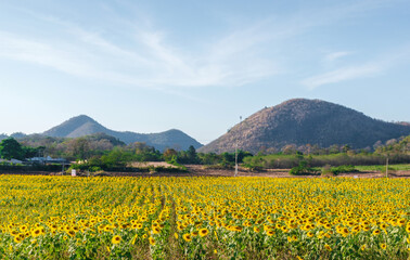 Landscape nature of flower fields and mountains. beautiful field sunflower bright blue sky on  hill