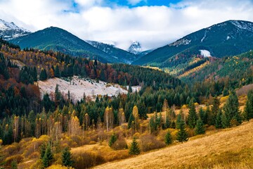 Fototapeta premium Deforestation in the mountains of Carpathian