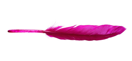 Purple feather, quill isolated on white background with clipping path
