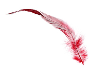 Red feather, quill isolated on white background with clipping path