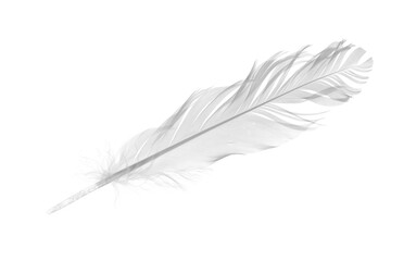 White feather, quill isolated on white background with clipping path