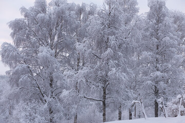 .trees crystallized from the cold in Lapland